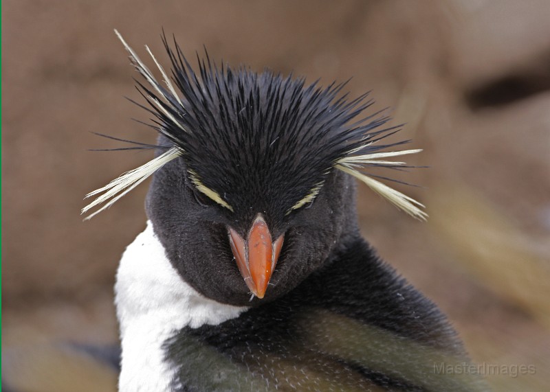 IMG_5670c.jpg - Rockhopper Penguin (Eudyptes chrysocome)